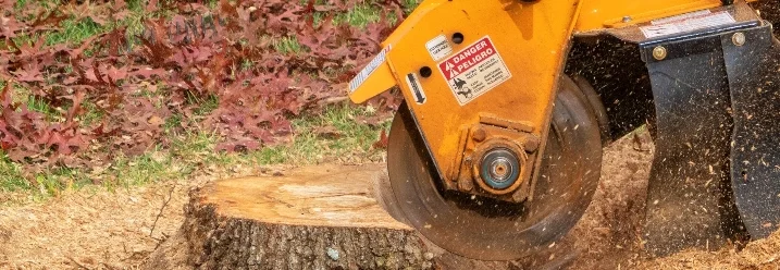 Eine Stubbenfräse entfernt einen Baumstumpf und wirbelt Späne auf.